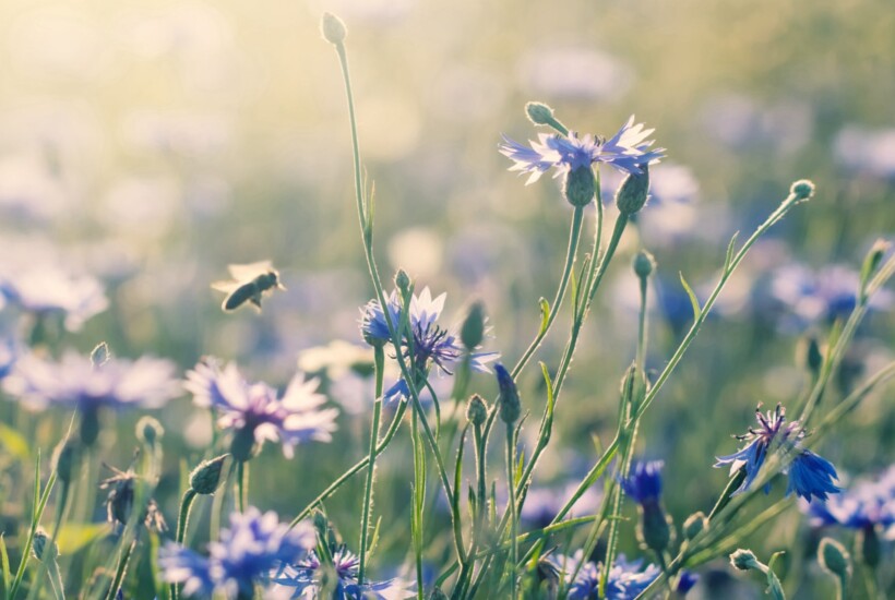 Heilpraktiker Praxis Herz-Tiefe in Garmisch-Patenkirchen – Deutschland – Carolin Grulke erfahrene Heilpraktikerin für Psychotherapie & Hypnosetherapeutin – Blumenwiese zum Meditieren