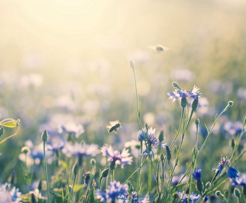 Die beste Heilpraktiker Praxis für Psychotherapie in Garmisch-Patenkirchen in Deutschland – Carolin Grulke erfahrene Heilpraktikerin für Psychotherapie & Hypnosetherapeutin – Blumenwiese zum Meditieren