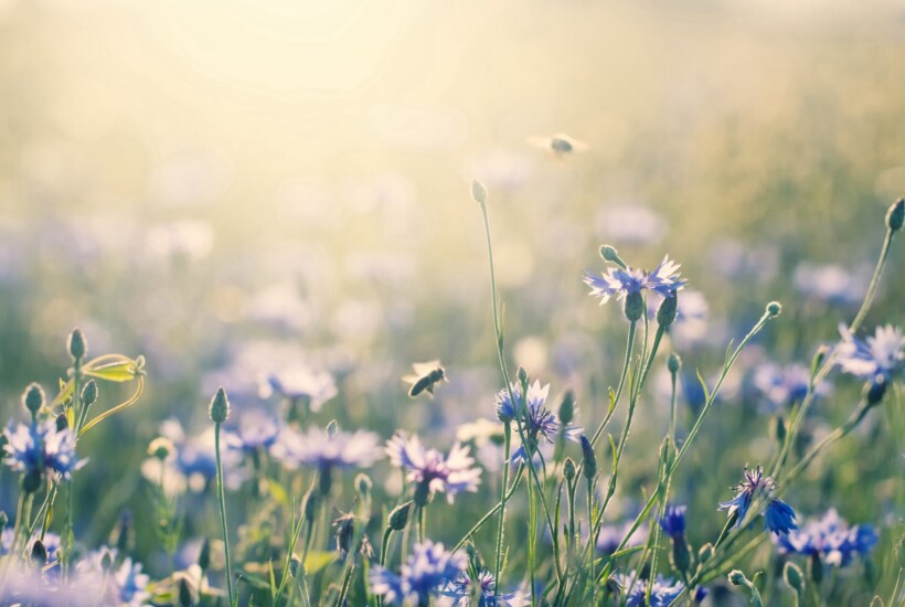 Die beste Heilpraktiker Praxis für Psychotherapie in Garmisch-Patenkirchen in Deutschland – Carolin Grulke erfahrene Heilpraktikerin für Psychotherapie & Hypnosetherapeutin – Blumenwiese zum Meditieren
